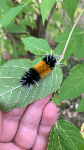 Spotted Tussock Moth