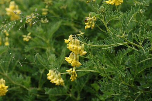 Astragalus penduliflorus, photograph 2