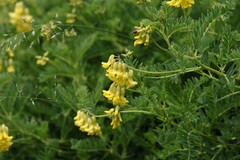 Astragalus penduliflorus, photograph (c) Antoine Thivolle, some rights reserved (CC BY)