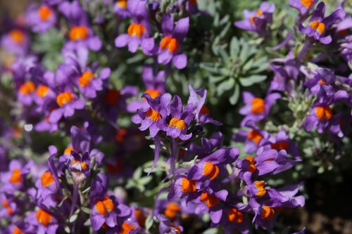 Linaria alpina, photograph 1