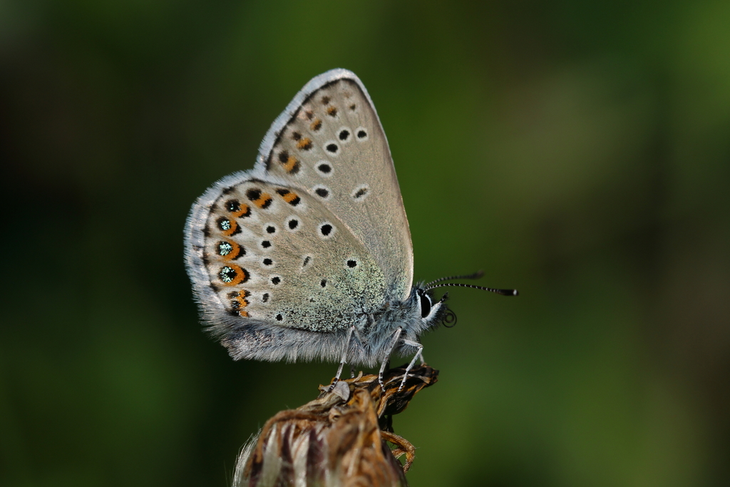 Northern Blue