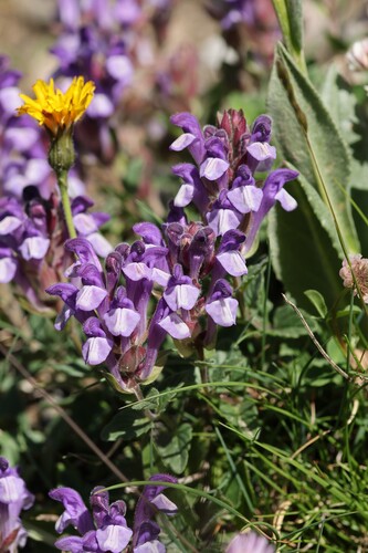 Scutellaria alpina, photograph 6