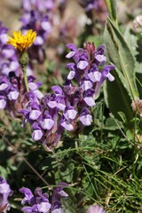 Scutellaria alpina, photograph (c) Antoine Thivolle, some rights reserved (CC BY)