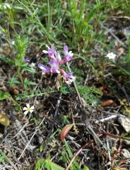 Astragalus distortus