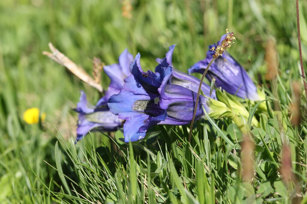 Gentiana acaulis; photograph (c) Antoine Thivolle, some rights reserved (CC BY)