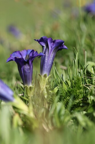 Gentiana acaulis, photograph 1
