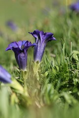 (c) Antoine Thivolle, some rights reserved (CC BY) Gentiana acaulis, photograph (c) Antoine Thivolle, some rights reserved (CC BY)
