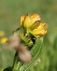 Gentiana punctata, photograph (c) Antoine Thivolle, some rights reserved (CC BY)