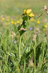Gentiana punctata, photograph (c) Antoine Thivolle, some rights reserved (CC BY)
