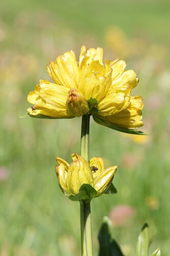 Gentiana punctata, photograph 2