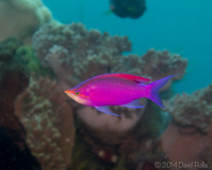 Mirolabrichthys tuka