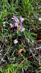 Astragalus distortus