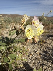 Chylismia claviformis, photograph (c) Matt Berger, some rights reserved (CC BY)