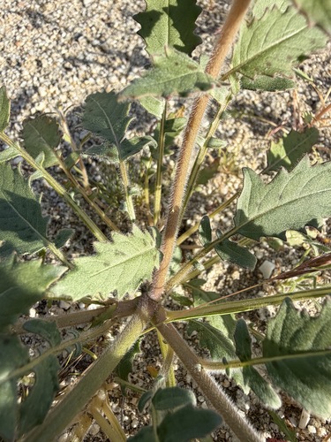 Chylismia claviformis, photograph 6