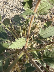 Chylismia claviformis, photograph (c) Matt Berger, some rights reserved (CC BY)