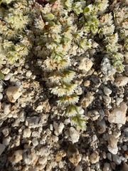 Achyronychia cooperi, photograph (c) Matt Berger, some rights reserved (CC BY)