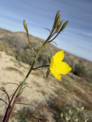 Eulobus californicus