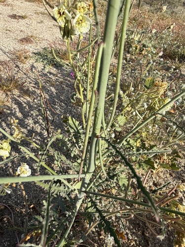 Eulobus californicus, photograph 2