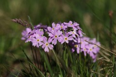 Primula farinosa, photograph (c) Antoine Thivolle, some rights reserved (CC BY)