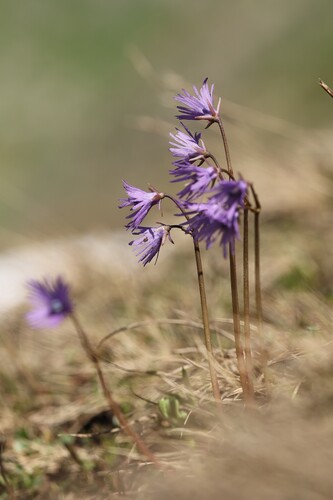 Soldanella alpina, photograph 1