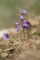 Soldanella alpina