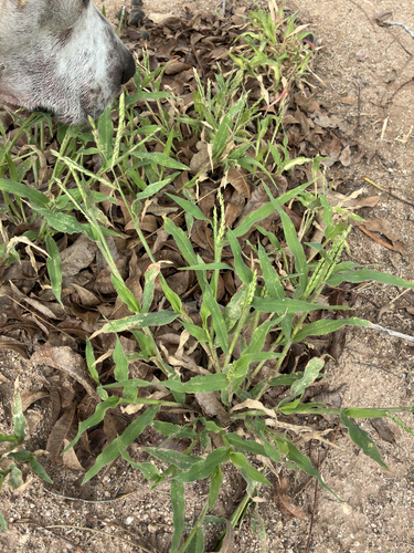 Urochloa panicoides observed 2026-09-16