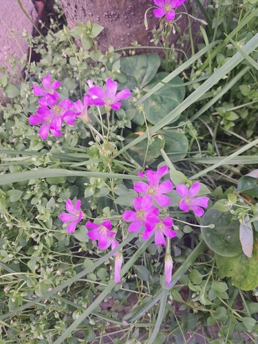 Largeflower pink-sorrel