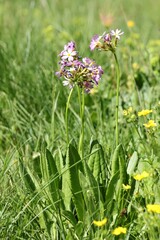 (c) Antoine Thivolle, some rights reserved (CC BY) Primula farinosa, photograph (c) Antoine Thivolle, some rights reserved (CC BY)