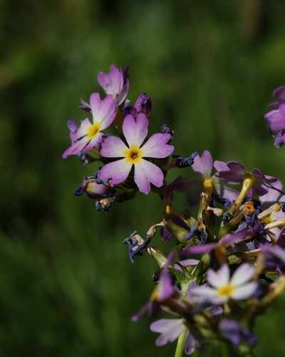 Primula farinosa, photograph 5