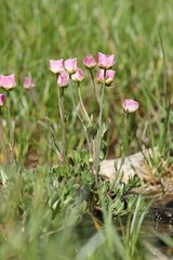 Ranunculus glacialis, photograph (c) Antoine Thivolle, some rights reserved (CC BY)