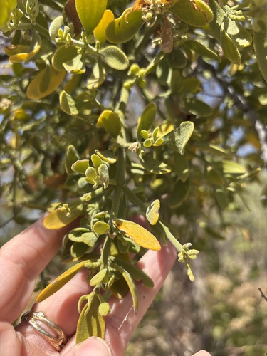 Phoradendron leucarpum, photograph 3