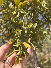 Phoradendron leucarpum, photograph (c) Sam Kieschnick, some rights reserved (CC BY)