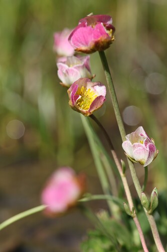 Ranunculus glacialis, photograph 2