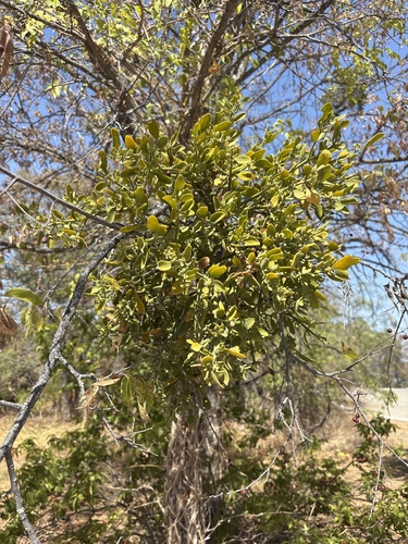 Phoradendron leucarpum, photograph 4