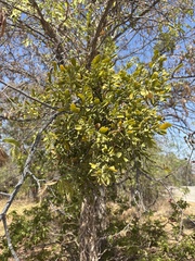 Phoradendron leucarpum, photograph (c) Sam Kieschnick, some rights reserved (CC BY)