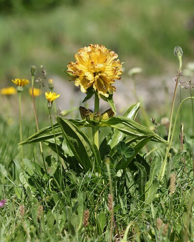Gentiana punctata, photograph 1