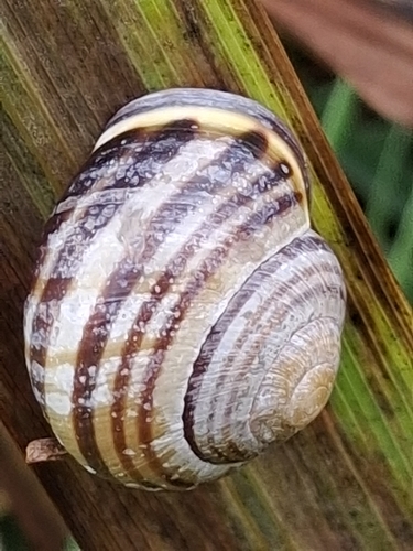 Brown-lipped Snail