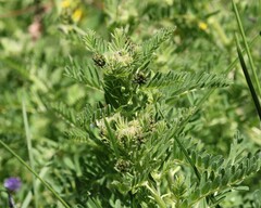 Astragalus penduliflorus