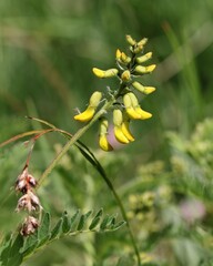 Astragalus penduliflorus, photograph (c) Antoine Thivolle, some rights reserved (CC BY)