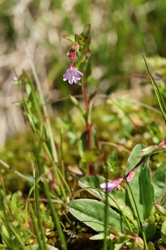Epilobium alsinifolium, photograph 1
