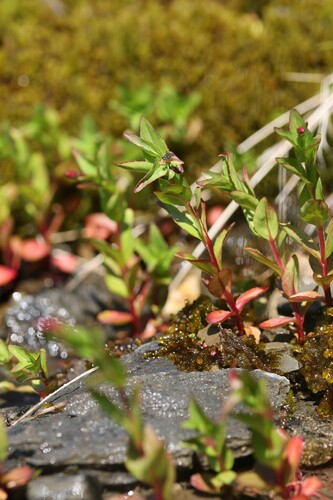 Epilobium alsinifolium, photograph 2