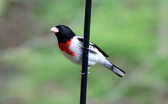 Pheucticus ludovicianus