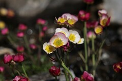 Ranunculus glacialis