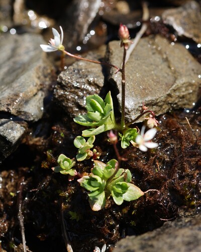 Micranthes stellaris, photograph 2
