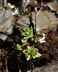 Micranthes stellaris, photograph (c) Antoine Thivolle, some rights reserved (CC BY)