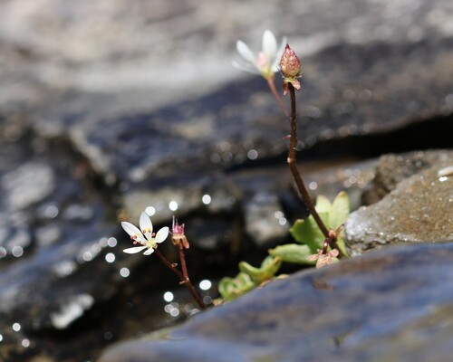 Micranthes stellaris, photograph 3
