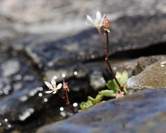Micranthes stellaris, photograph (c) Antoine Thivolle, some rights reserved (CC BY)