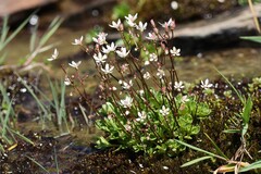 Micranthes stellaris, photograph (c) Antoine Thivolle, some rights reserved (CC BY)