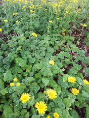 Arctotheca prostrata