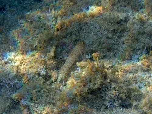 Incognito Goby